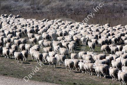 Sheep being moved to lambing areas in Canyon County, Idaho, USA.