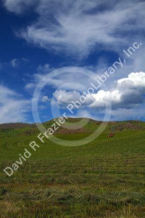 Swather harvesting hay near Horseshoe Bend, Idaho, USA.