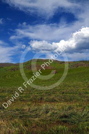 Swather harvesting hay near Horseshoe Bend, Idaho, USA.