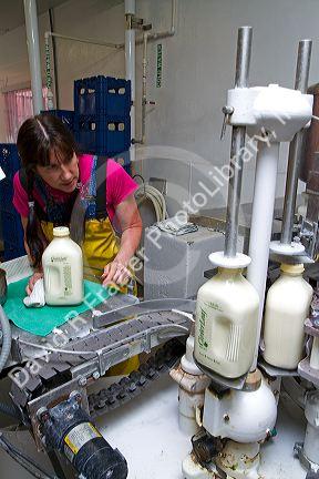 Worker bottling milk in glass bottles at the Cloverleaf Creamery in Buhl, Idaho, USA.