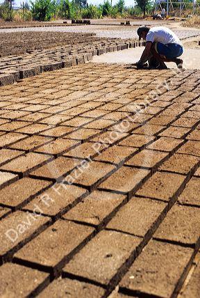 Adobe bricks being made near Talca, Chile.