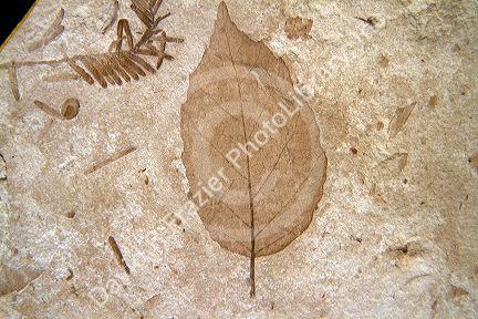 Plant fossil of a leaf at the John Day Fossil Beds National Monument in Eastern Oregon, USA