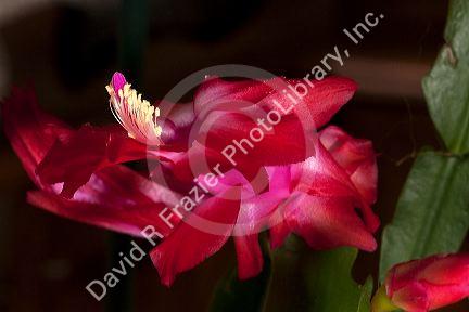 The flowers of a holiday cactus.