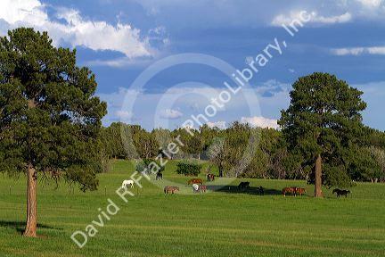 Horses graze in the Animas River Valley near Durango, Colorado, USA.