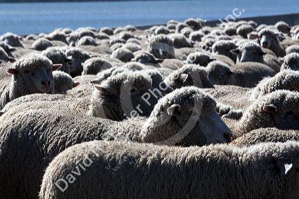 Sheep being moved to lambing areas in Canyon County, Idaho, USA.