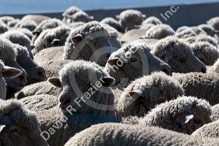 Sheep being moved to lambing areas in Canyon County, Idaho, USA.