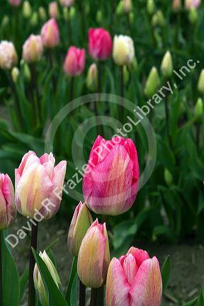 Show garden of spring-flowering tulip bulbs in Skagit Valley, Washington, USA.
