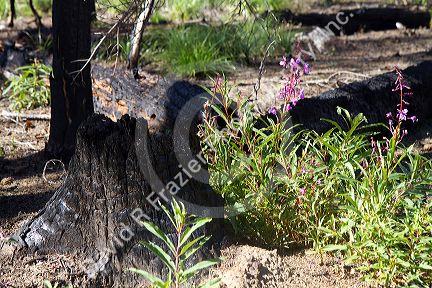 Area burned by forest fire along the historic Magruder Corridor road that devides the Frannk Church-River of No Return Wilderness Area and the Selway-Bitterwoot Wilderness in Idaho, USA.