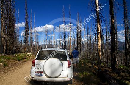 Area burned by forest fire along the historic Magruder Corridor road that devides the Frannk Church-River of No Return Wilderness Area and the Selway-Bitterwoot Wilderness in Idaho, USA.