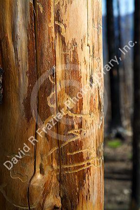 Mountain pine beetle damage to a lodgepole pine along the historic Magruder Corridor road that devides the Frannk Church-River of No Return Wilderness Area and the Selway-Bitterwoot Wilderness in Idaho, USA.