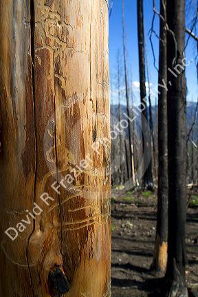 Mountain pine beetle damage to a lodgepole pine along the historic Magruder Corridor road that devides the Frannk Church-River of No Return Wilderness Area and the Selway-Bitterwoot Wilderness in Idaho, USA.