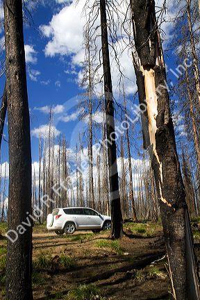 Area burned by forest fire along the historic Magruder Corridor road that devides the Frannk Church-River of No Return Wilderness Area and the Selway-Bitterwoot Wilderness in Idaho, USA.