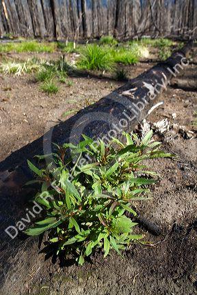 Area burned by forest fire along the historic Magruder Corridor road that devides the Frannk Church-River of No Return Wilderness Area and the Selway-Bitterwoot Wilderness in Idaho, USA.