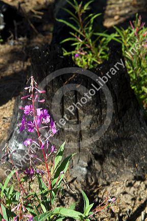 Area burned by forest fire along the historic Magruder Corridor road that devides the Frannk Church-River of No Return Wilderness Area and the Selway-Bitterwoot Wilderness in Idaho, USA.