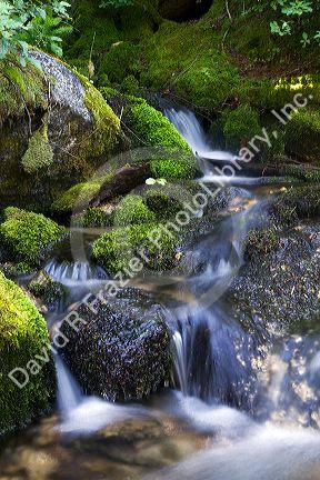 Fresh water stream along the historic Magruder Corridor road that devides the Frannk Church-River of No Return Wilderness Area and the Selway-Bitterwoot Wilderness in Idaho, USA.