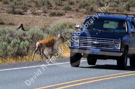 Mule deer crossing the road with automobile driving by in southwest Idaho, USA.