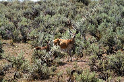 Mule deer surrounded by sagebrush in southwest Idaho, USA.