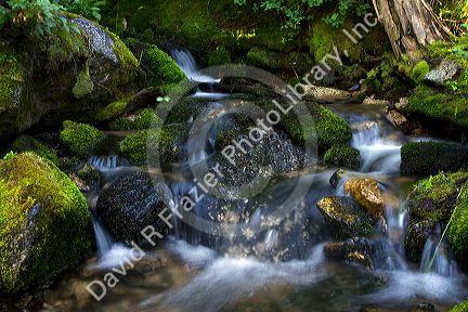 Fresh water stream along the historic Magruder Corridor road that devides the Frannk Church-River of No Return Wilderness Area and the Selway-Bitterwoot Wilderness in Idaho, USA.
