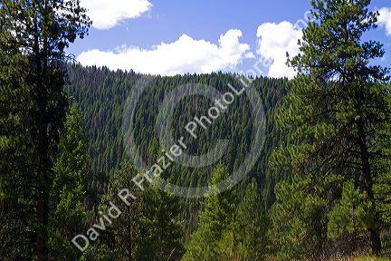 View of coniferous forest along the historic Magruder Corridor road that devides the Frannk Church-River of No Return Wilderness Area and the Selway-Bitterwoot Wilderness in Idaho, USA.