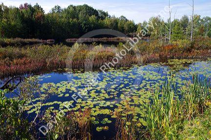 Wetland habitat with aquatic vegetation near Cadillac, Michigan, USA.