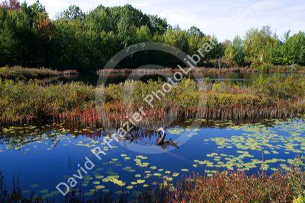 Wetland habitat with aquatic vegetation near Cadillac, Michigan, USA.