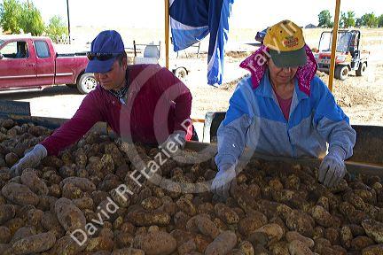 Newly harvested russet potatoes being sorted and loaded onto a truck for transport in Canyon County, Idaho, USA.