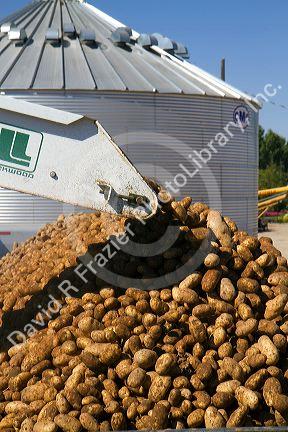 Newly harvested russet potatoes being loaded onto a truck for transport in Canyon County, Idaho, USA.