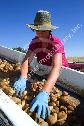 Newly harvested russet potatoes being sorted and loaded onto a truck for transport in Canyon County, Idaho, USA.