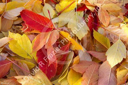 Colorful autumn leaves on the ground in Boise, Idaho, USA.