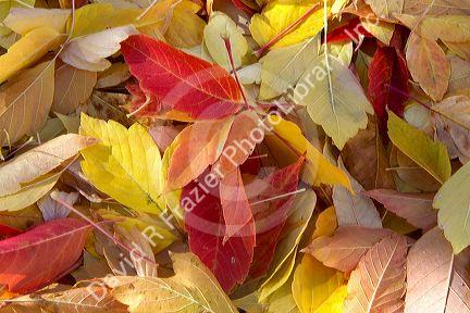 Colorful autumn leaves on the ground in Boise, Idaho, USA.