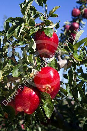 Ripe apples growing on the tree in Idaho, USA.