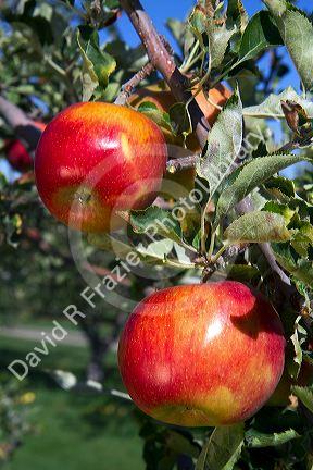 Ripe apples growing on the tree in Idaho, USA.