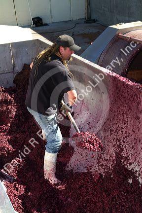 Winemaker shoveling fermented red wine grapes to have the juice extracted for a secondary fermentation at the Carmela Winery located in Glenns Ferry, Idaho, USA.