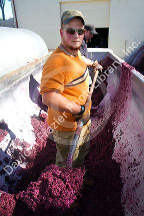 Winemaker shoveling fermented red wine grapes to have the juice extracted for a secondary fermentation at the Carmela Winery located in Glenns Ferry, Idaho, USA.