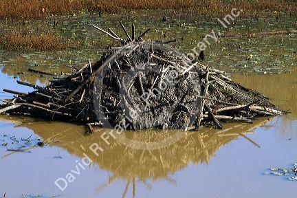Beaver lodge in a swamp along the Tombigbee River north of Tupelo Mississippi, USA.