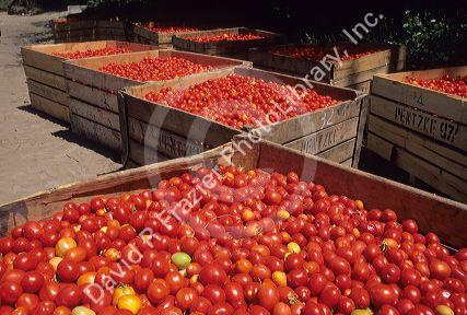 Tomato harvest near Rancagua, Chile.