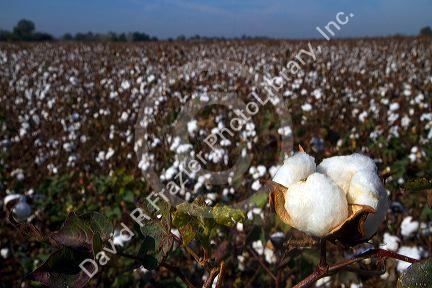 Cotton field ready for harvest in the American South.