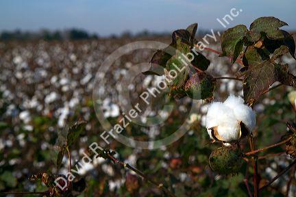 Cotton field ready for harvest in the American South.