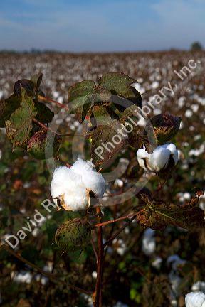 Cotton field ready for harvest in the American South.