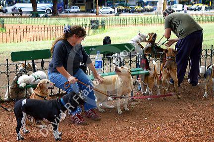 Dog walkers in Buenos Aires, Argentina.