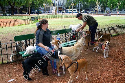 Dog walkers in Buenos Aires, Argentina.