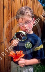 Six year old boy looking at a flower through a magnifying glass.  MR