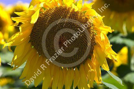 Sunflowers grow on farmland on the Pampas of Argentina.