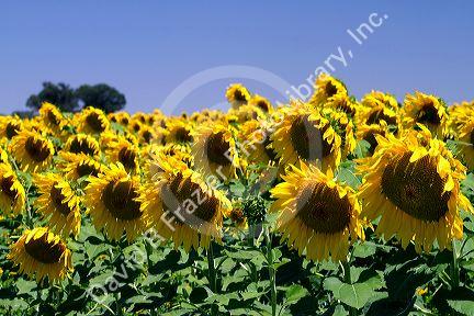 Sunflowers grow on farmland on the Pampas of Argentina.