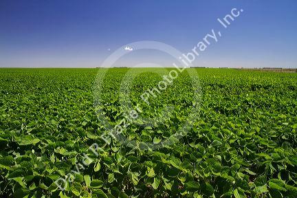 Soybeans grow on farmland on the Pampas of Argentina.