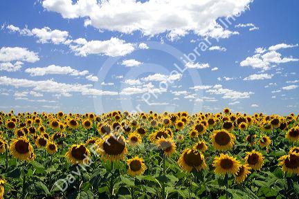 Sunflowers grow on farmland on the Pampas of Argentina.
