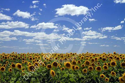 Sunflowers grow on farmland on the Pampas of Argentina.