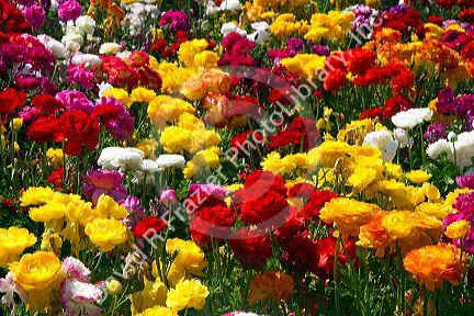 The Flower Fields at Carlsbad, California, USA.