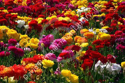 The Flower Fields at Carlsbad, California, USA.