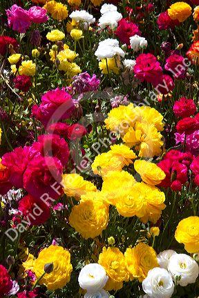 The Flower Fields at Carlsbad, California, USA.